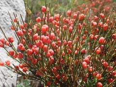 Ephedra major