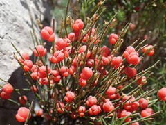 Ephedra major