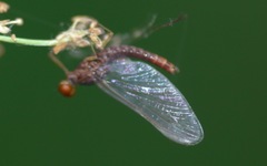 Serratella ignita