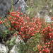 Ephedra major - Photo (c) Sylvain Piry, some rights reserved (CC BY-NC), uploaded by Sylvain Piry