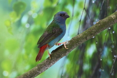 Tricolored Parrotfinch photo 1