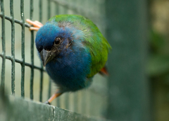 Tricolored Parrotfinch photo 2