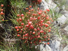 Ephedra major