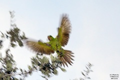 Psittacara holochlorus