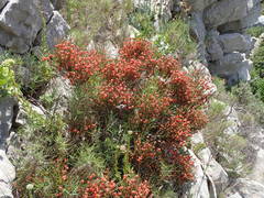 Ephedra major