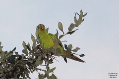Psittacara holochlorus