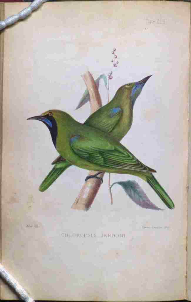 Sumatran Leafbird