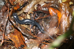 Plethodon teyahalee