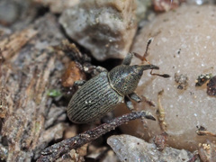 Tychius picirostris