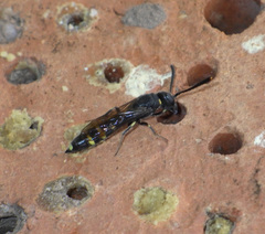Monosapyga clavicornis