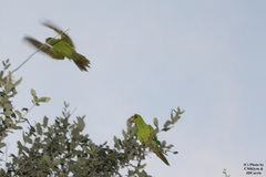 Psittacara holochlorus