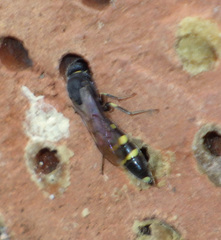 Monosapyga clavicornis