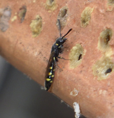 Monosapyga clavicornis