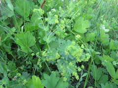 Alchemilla