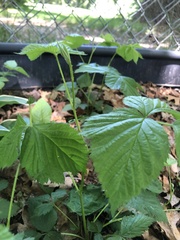 Rubus hispidus hispidus