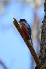 Priotelus roseigaster