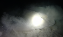 Pateobatis jenkinsii