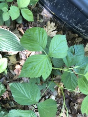 Rubus hispidus hispidus
