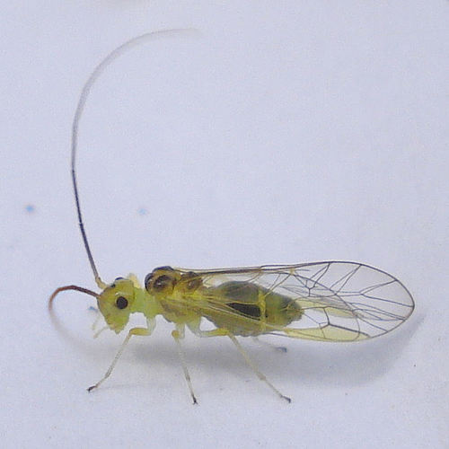 Stenopsocus stigmaticus (Imhoff & Labram, 1842)