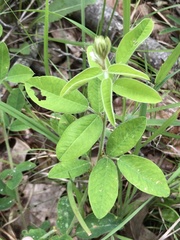 Lespedeza × longifolia
