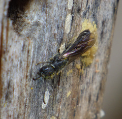 Sapygina decemguttata