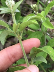 Lespedeza × longifolia