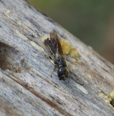 Sapygina decemguttata