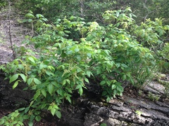 Toxicodendron radicans pubens