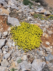 Alyssum baumgartnerianum