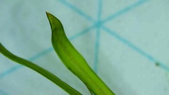 Potamogeton hillii