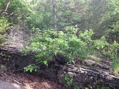 Toxicodendron radicans pubens