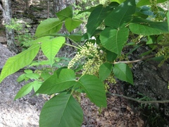 Toxicodendron radicans pubens