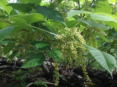 Toxicodendron radicans pubens