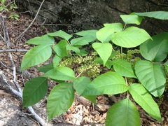 Toxicodendron radicans pubens