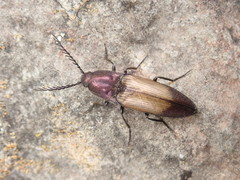 Ctenicera cuprea