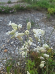 Silene vulgaris