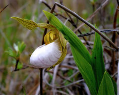 Cypripedium candidum