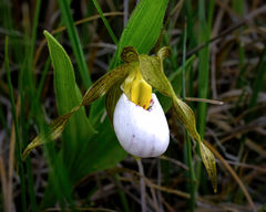 Cypripedium candidum