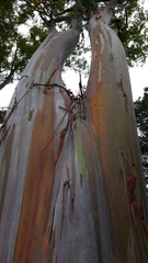 Eucalyptus deglupta