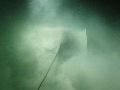 Pateobatis jenkinsii