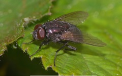 Eudasyphora cyanella