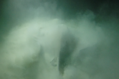 Pateobatis jenkinsii