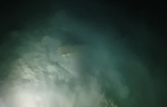 Pateobatis jenkinsii