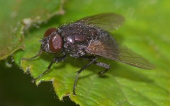 Eudasyphora cyanella