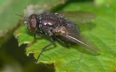 Eudasyphora cyanella