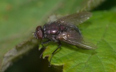 Eudasyphora cyanella