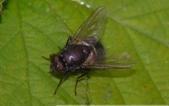 Eudasyphora cyanella