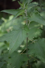 Montanoa tomentosa