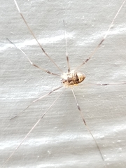 Leiobunum calcar