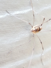 Leiobunum calcar
